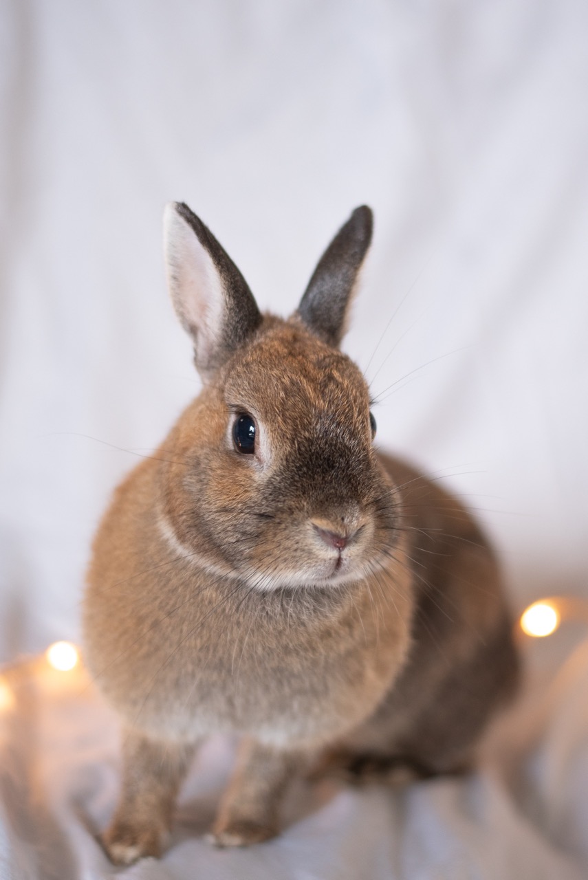 Première photo de l'animal