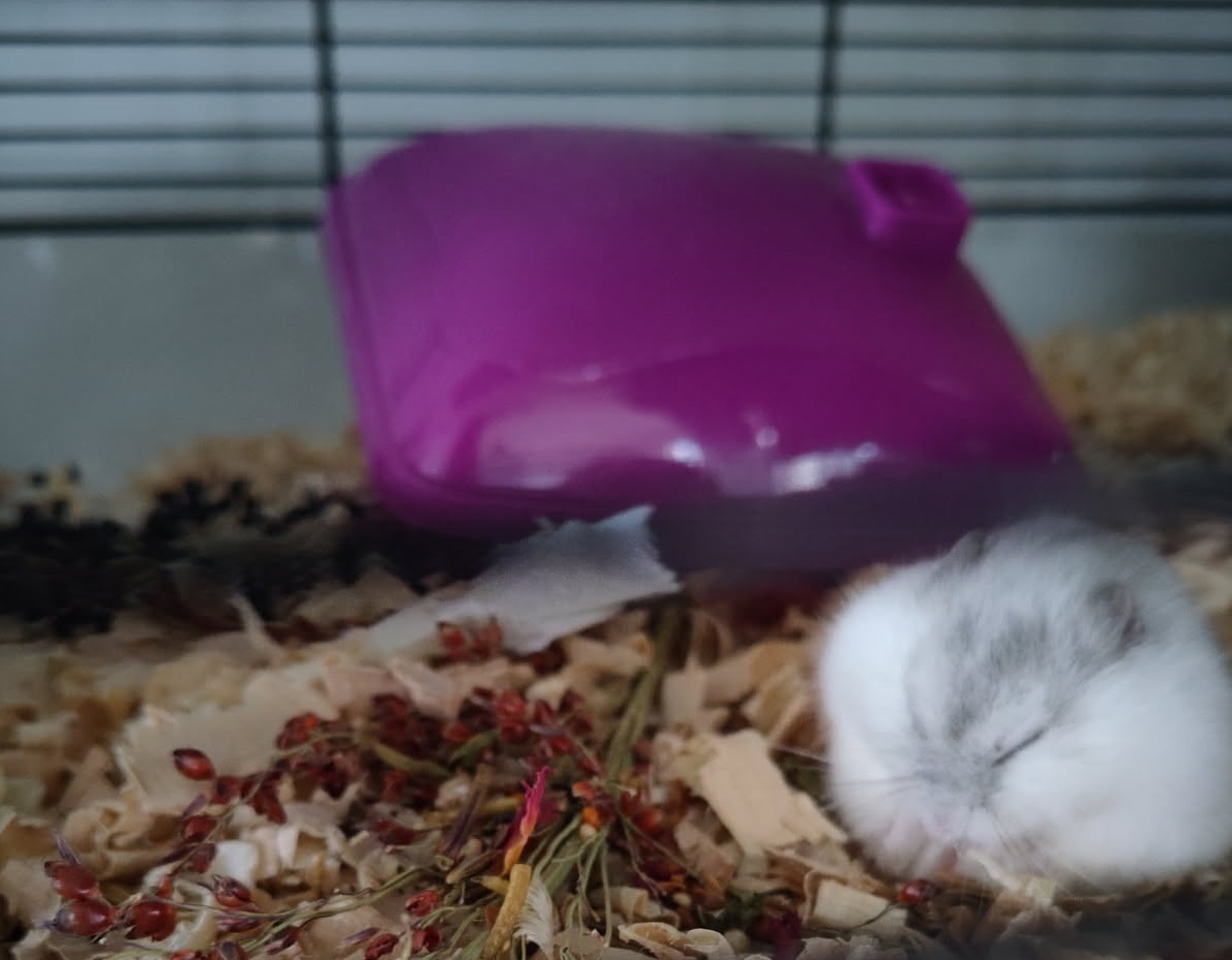 Première photo de l'animal