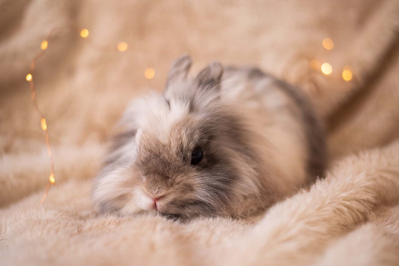 Première photo de l'animal