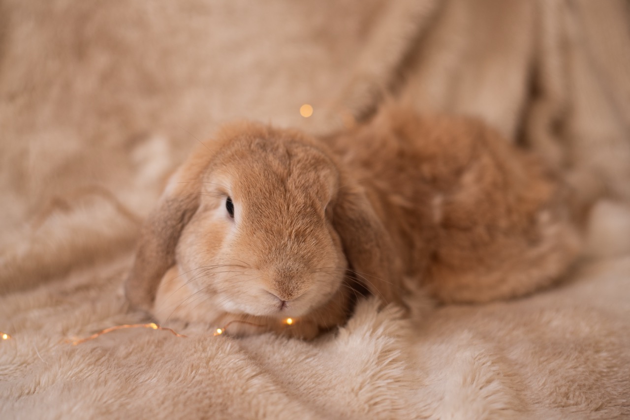 Première photo de l'animal