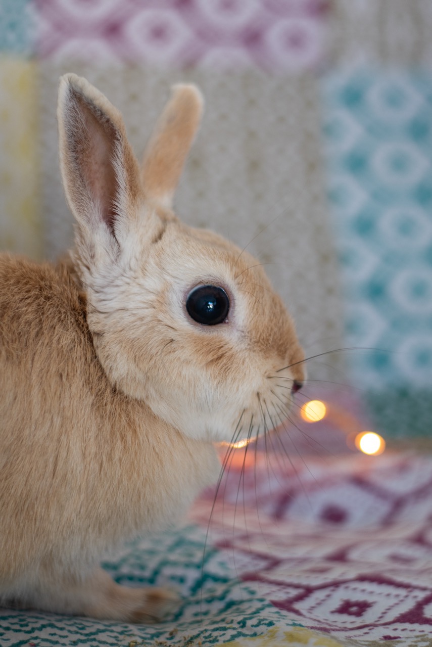 Première photo de l'animal
