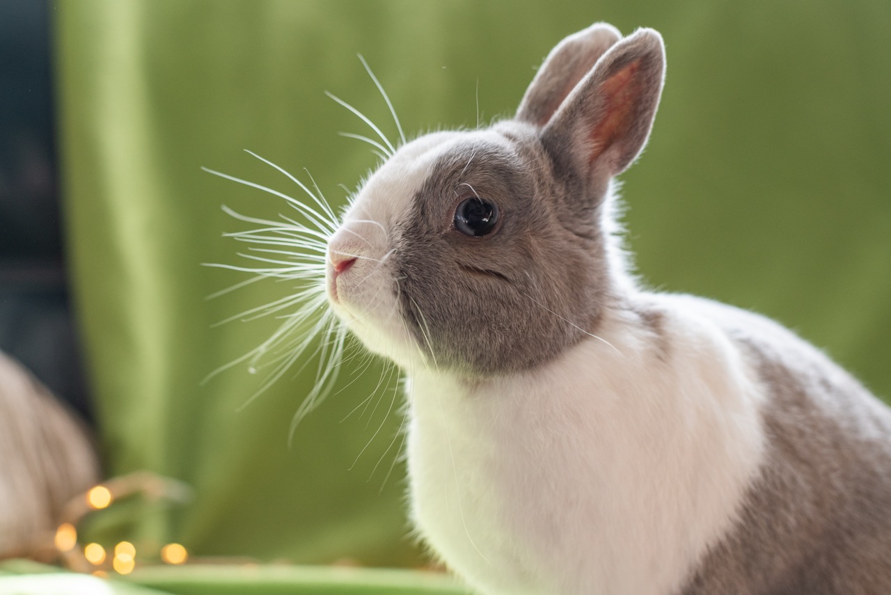 Première photo de l'animal