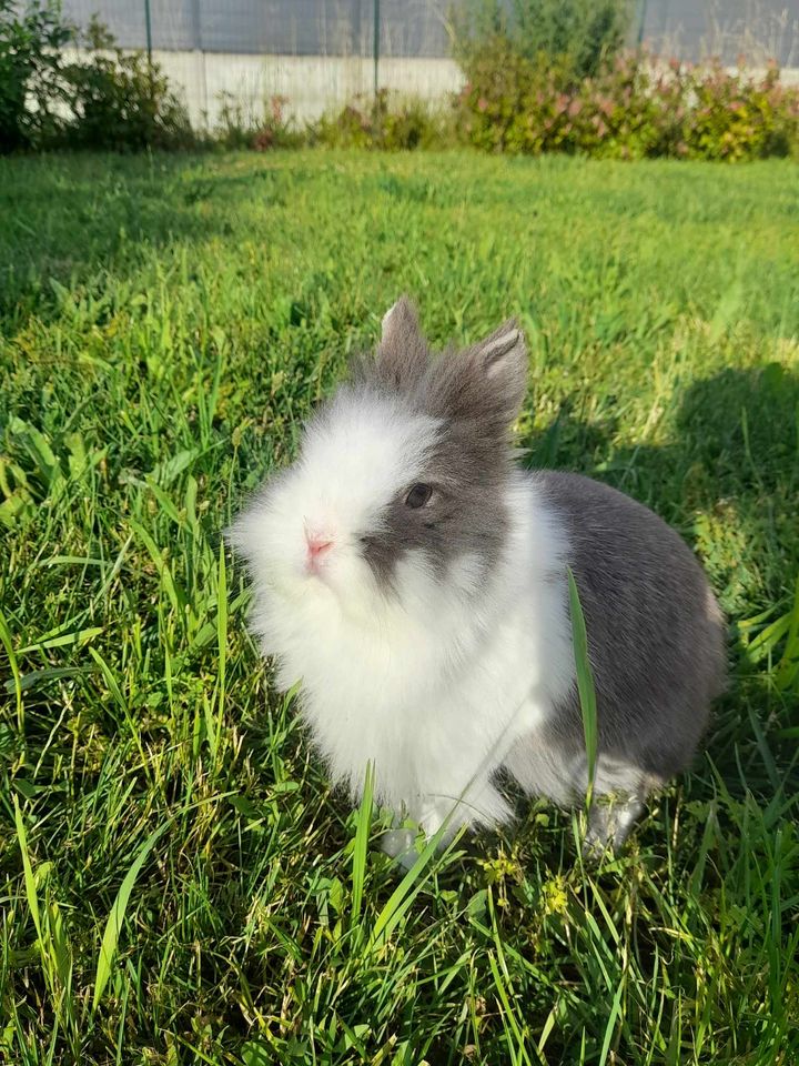 Première photo de l'animal