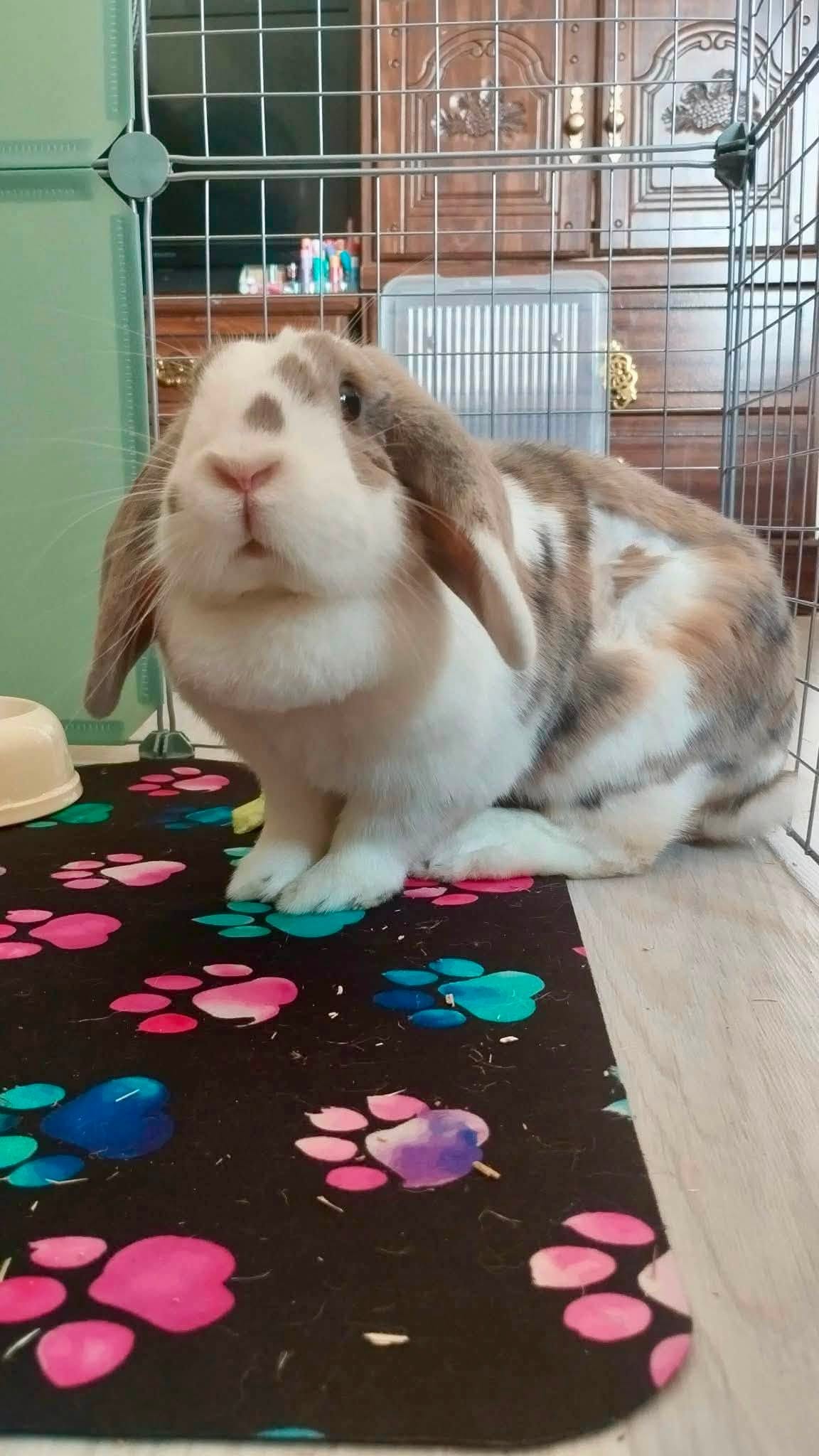 Première photo de l'animal